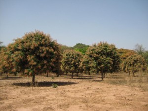 Mangoplantage