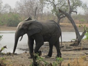 Elefant im Nationalpark Nazinga