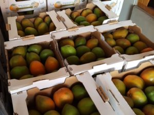 Mango-Kisten