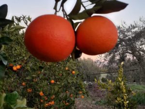 Tarocco Orangen reif am Baum