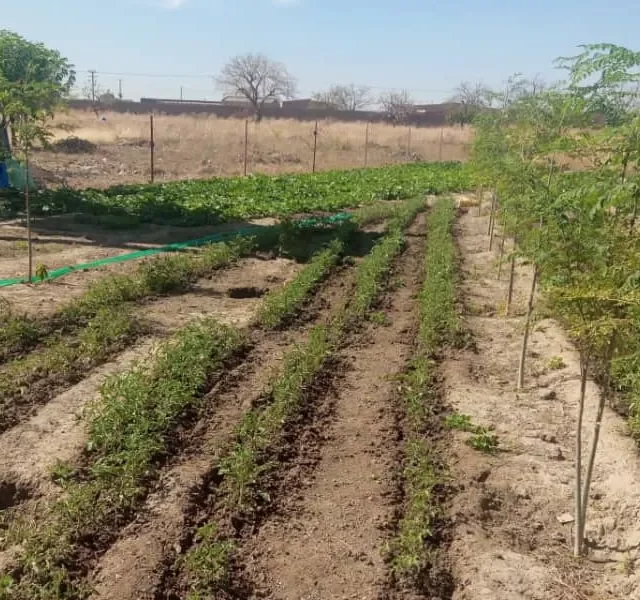 Koudougou-Anbau_Beete